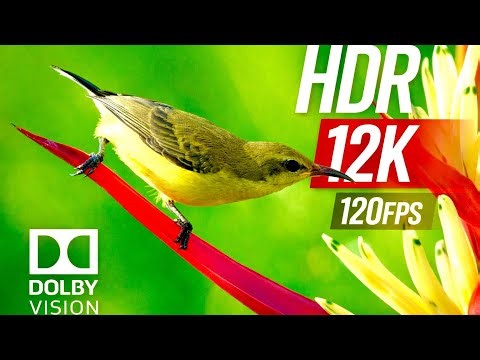 Ultimate 8K HDR 60FPS Dolby Vision Demo — Unmatched Clarity & Color Depth (OLED TV Test)