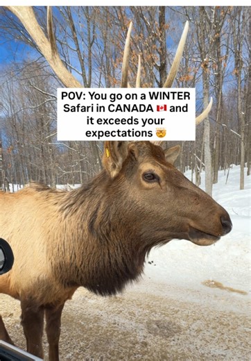 If you’ve ever wanted to see Canadian wildlife up close without hiking for hours… this is your sign to do the driving safari at Parc Omega 🦬🚗 You literally drive your own car through the park while animals roam freely around you. No fences, no zoo vibes, just you cruising slowly through nature while elk, deer, bison, boars, and more casually walk right past (sometimes right in front of your car 😅). Seeing them this close felt SO wild and honestly way more magical than we expected. How it work