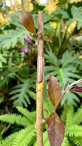 How to grafting simple processing flowers branch # | Diy King