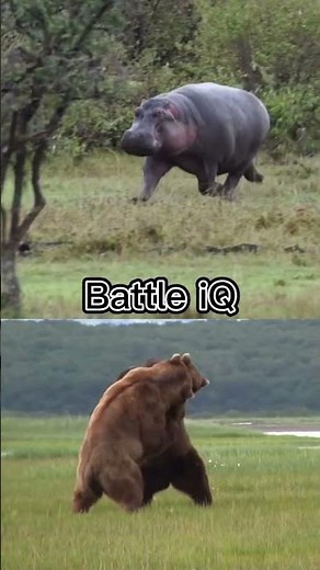 Hippopotamus vs grizzly bear