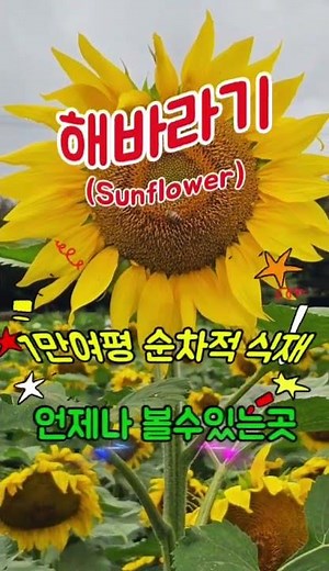 언제나 볼수 있는 #해바라기꽃 1만여평 더보기클릭