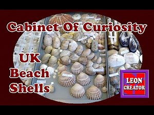 UK BEACH SHELLS!!! - CONCHOLOGY - with Leon Hills - LEON CREATOR