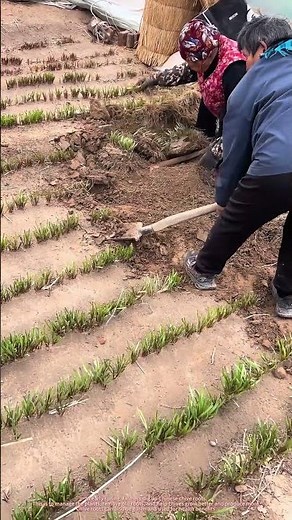 How Farmers Make Chives Grow Better