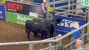 🔴 Rocky Brangus Sale 🔴 ✨🎀 Stud Heifers Stutzview Brangus Stud sold Lot 2️⃣8️⃣, Stutzview Unforgettable to Sowden Cattle of Booie for $2️⃣2️⃣,0️⃣0️⃣0️⃣ D.O.B 01/09/23 Sire: Triple B Revolver Dam: Stutzview 746 🎥 Catch all the action live with StockLive or at www.rlx.com.au/sales/ Selling Agent: GDL - Rockhampton/Mackay | Central Queensland Livestock Exchange - CQLX