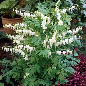 White Bleeding Heart, Dicentra | American Meadows