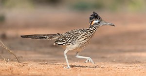 Roadrunner Vs Rattlesnake: Who Would Win in a Fight?