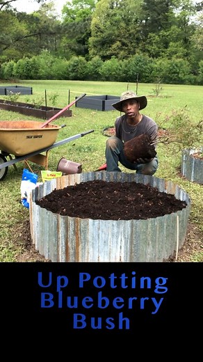 67K views · 529 reactions | Up potting blueberry bush #garden #gardening #growingoutthebox #reels #reelsinstagram #reelsfb #backyardgarden | Keith Chapman | Facebook