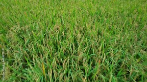 4K Aerial view of agriculture in rice fields for cultivation. a green rice field waving in the wind, Green rice plants growing. Natural the texture for background