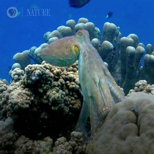 456K views · 270 reactions | Alien on Earth? Find out why octopuses might be the closest thing. | Nature | PBS | Facebook