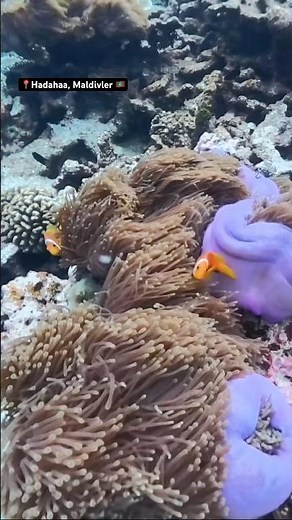 Finding Finding Nemo | Maldives