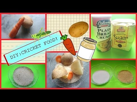 DIY: CRICKET FOOD RECIPES!! (Easy!)