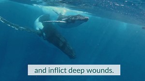 When a ship hits a whale this can fracture its bones, cause hemorrhaging and inflict deep wounds. When a boat hits a freshwater turtle, this can slice open its shell or even kill it. Take the pledge! #RiversToOceansWeek | Canadian Wildlife Federation / Fédération canadienne de la faune