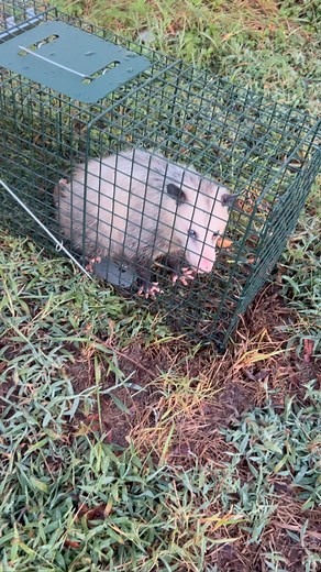 I’m trying to catch a ground hog. Does this count? 😂 #humor #wildlife #opposum | Loki Mulholland