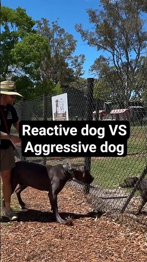 What’s the difference between a reactive and aggressive dogs?