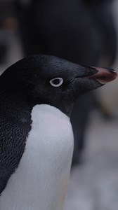 Well WADDLE you know, it's World Penguin Day! 🐧 Here are a few signs you might secretly be a penguin (at heart). For more penguin fun, join us this weekend on Saturday, April 27 & Sunday, April 28 for penguin keeper talks, photo opportunities with Puck, a cool educational table with penguin artifacts, and a 10% discount on merchandise at Penguin Encounter Gifts, plus an extra 10% exclusively for Pass Members! Learn more at http://spklr.io/6180oc4r | SeaWorld San Diego