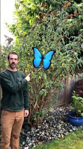 How To Prune A Butterfly Bush #shorts #landscaping