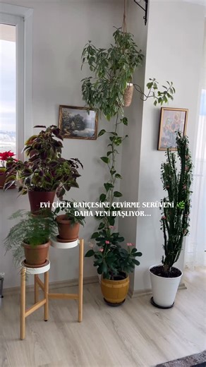 Canan yıldız ⭐ on Instagram: "Evi çiçek bahçesine çeviriyorum 🌿 takip et, beraber görelim #çiçekbakımı #çiçekliköyevim"