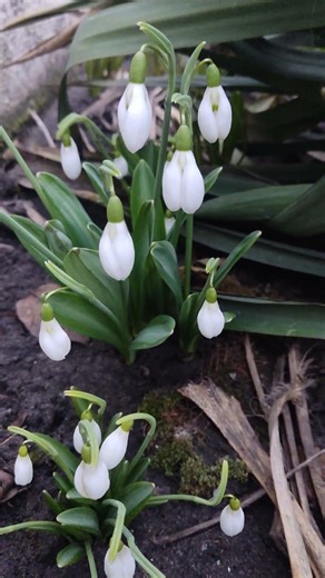 It all started with five bulbs. Very beautiful flowers...