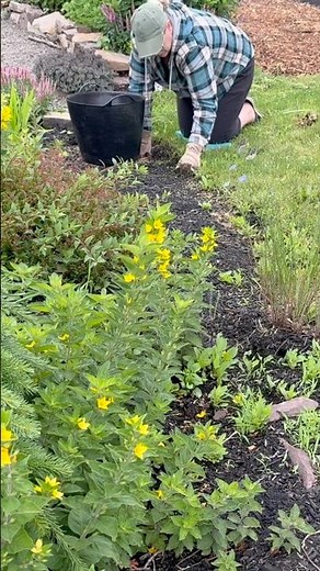 How to Weed a Flower Garden Pro Tip!