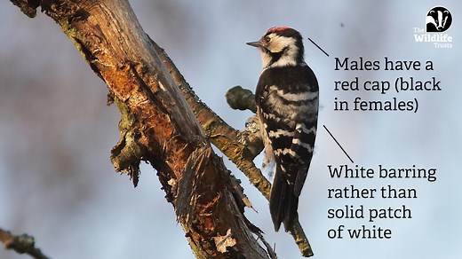 Meet the UK's woodpeckers! 🪶 There are 3 species of woodpecker that nest in Britain: the great spotted woodpecker, the lesser spotted woodpecker, and the green woodpecker. Find out more about them in this short video! #SomersetWT #Somerset #Birds | Somerset Wildlife Trust