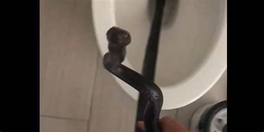 Woman finds snake in toilet, takes 2+ days to remove