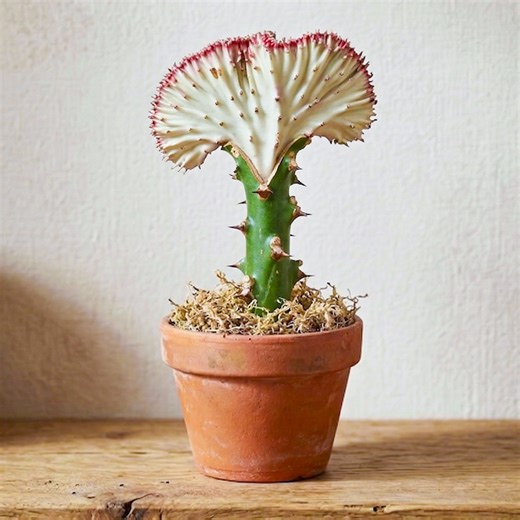 Euphorbia lactea cristata Cactus | Coral Cactus