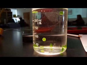 Photosynthesis in Leaf Disks