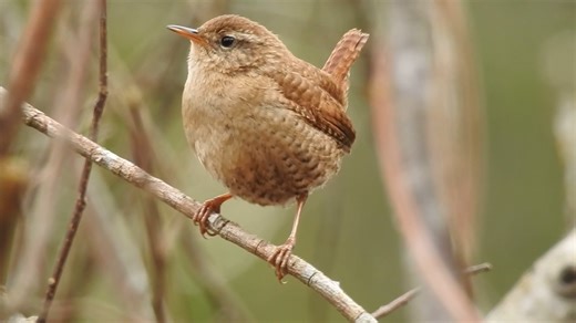 Good morning #Birds & #Nature! Eurasian Wren singing (Troglodytes troglodytes) . The Eurasian wren is a Palearctic species. The nominate race breeds in Europe, Russia, Africa, Asia. Wrens are highly polygamous, that is to say a male can have, at any one time, more than one female with an active nest on his territory. | BIRDS & Nature