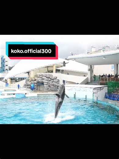 Discover Fascinating Facts About Dolphins