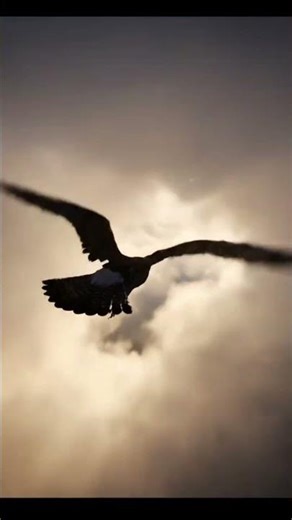 Falcon Diving Through the Clouds 🦅☁️