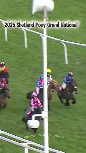 🚀😂2025 Shetland Pony Grand National At Cheltenham Today.