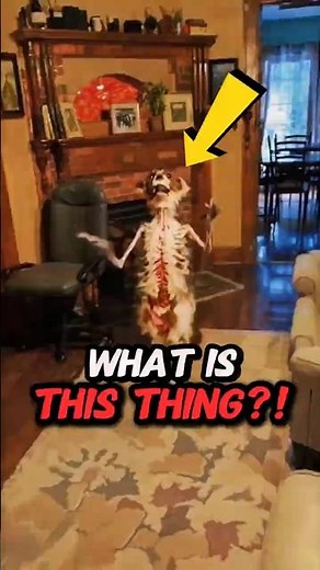 Top 5 Skinwalkers Pretending to Be Pets