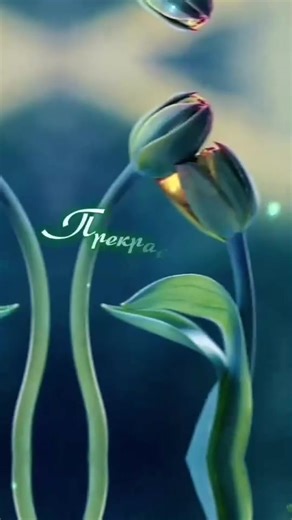 𝕹𝖆𝖎𝖒𝖆𝖘𝖍𝖆 (@cherchez_la_femme_nn)’s videos with оригинальный звук - 𝕹𝖆𝖎𝖒𝖆𝖘𝖍𝖆