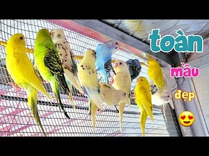 Để Có Chim Tặng Fan Mình Đã Mua Thêm 1 Đàn Yến Phụng Về Ghép Sinh Sản / Quế Nghịch