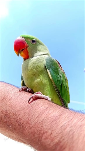 Kitna Haseen Chehra || Raw Parrot || Indian Parrot || #unfrezzmyaccount #myparrots🦜💗