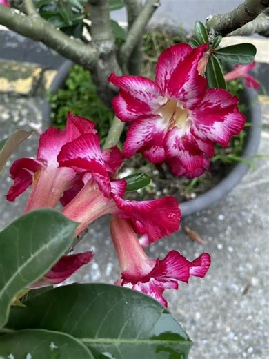 花花世界＃紅苞喜林芋＃馬蹄花