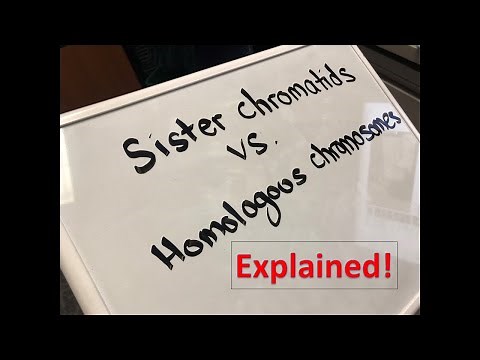 Homologous Chromosomes vs Sister Chromatids Explained!