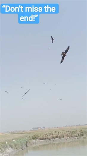 “Eagle Catches a Fish from Water – Amazing Hunting Moment!”