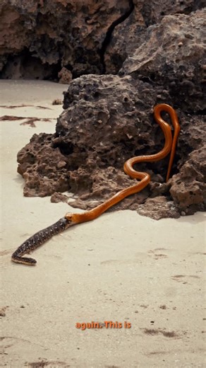 ₮ⱧØⱤ ⱤłӾØ₦ on Instagram: "Snakes on a plain: Cobra vs Puff Adder! A few days ago in Churchaven, South Africa, some friends and I came across these two snakes in an epic battle on the beach. Who knew that cobras were into puff adders in this way. It honestly makes you think. 🐍 @natureismetal"