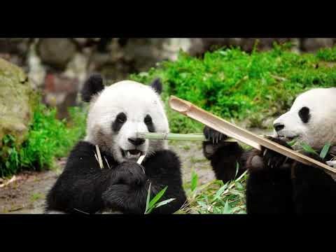Chengdu Panda Base: Inside the World’s Largest Giant Panda Conservation Center