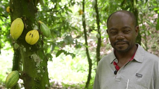 Cocoa farmers in Cameron are fearing for their safety as rising cocoa prices driven by global production shortfalls have encouraged theft of the commodity from their farms https://reut.rs/3Y4nI2d | Reuters