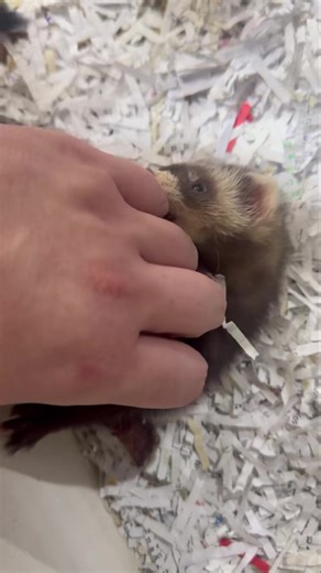 We’re excited to introduce our new baby ferrets, now available in store. These babies have been well cared for and are friendly, playful, and full of personality. ✨ Young and well socialised ✨ Curious and energetic ✨ Great companions for the right home Come meet them in store or send us a message for more information. | Fantastic PETS