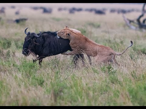 Lion chasing Wildebeest