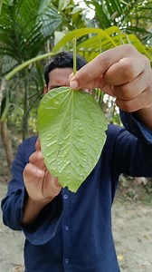 Make lime with snails #outdoors #camping #bushcraft #survival #sentohub #skills #lifehacks #forest | Sentopro