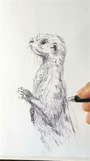 Asian Small-Clawed Otter 🦦 | Daily Animal Drawing #animaldrawing