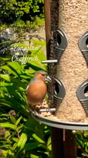 Eurasian Chaffinch