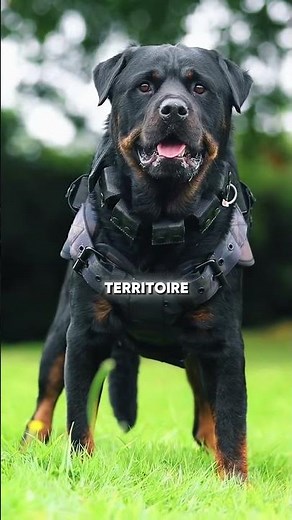 The world's most dangerous dogs revealed!