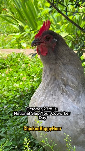 Chicken Happy Hour on Instagram: "‼️October 23rd: National Slap Your Coworker Day‼️ #psa #fyi #worklife #comedy #jokes #funnyanimals #coworkers #chickens #chickenhappyhour"