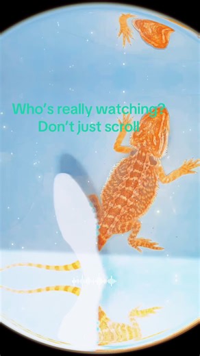 👀 Who’s really watching then? Don’t just scroll, I see you 👋 The quiet ones are always the most curious 😜 Drop a 👀 if you’ve been lurking! #DontScroll #CaughtYa #WhoIsWatching #FYP #TikTokVibes