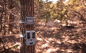 Anytime something truly new and groundbreaking comes out, there are a lot of questions about how best to use it. Here, we go over the really simple process of turning your existing trail camera, into a cellular trail camera, by using the CELL-LINK by SPYPOINT. | SPYPOINT Trail Cameras